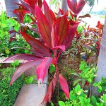 IMG_0162